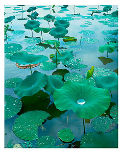 Lily Pads, Reelfoot Lake, Tennessee by Joseph Holmes